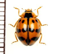テントウムシの一種　Coccinellidae species　 ベトナム中部