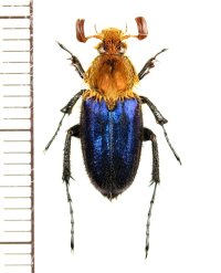 ヒゲブトハナムグリの一種　Amphicoma regalis　♂　ベトナム北東部