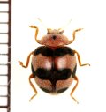 テントウムシの一種　Coccinellidae species　 ベトナム中部