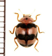 テントウムシの一種　Coccinellidae species　 ベトナム中部