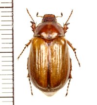 コフキコガネの一種　Madotrogus glabripennis　♀　キルギス