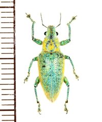 ゾウムシの一種　Hypomeces squamosus　ベトナム北東部