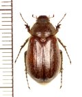 コフキコガネの一種　Brahmina crenicollis　♀　ロシア