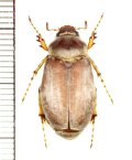 コフキコガネの一種　Chioneosoma pulvereum　♀　ロシア