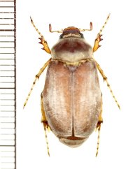 コフキコガネの一種　Chioneosoma pulvereum　♀　ロシア