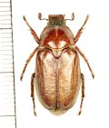 コフキコガネの一種　Anoxia villosa　♂　ウクライナ