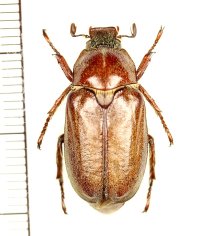 コフキコガネの一種　Anoxia villosa　♂　ウクライナ