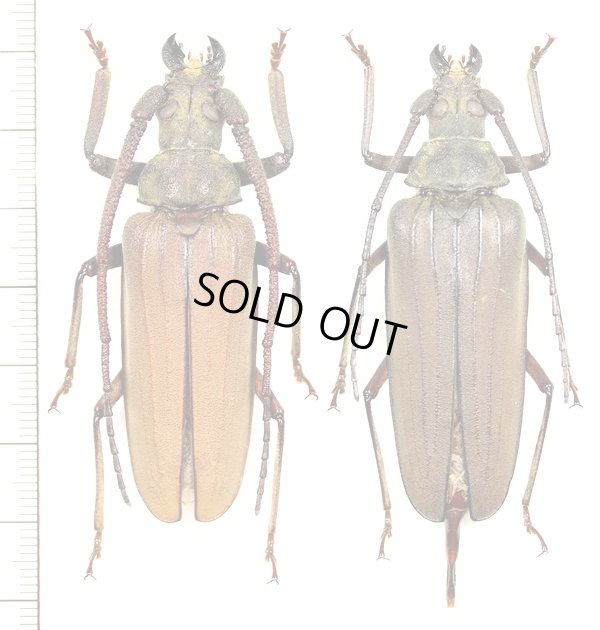 画像1: ウスバカミキリ　先島諸島亜種　大型ペア　♂62.1mm♀60.5mm　西表島