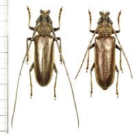ニッポンムネヒダミヤマカミキリ　大型ペア ♂49.3mm♀49.2mm　西表島