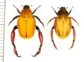 アシナガコガネの一種　Hopliini species　ペア　南アフリカ