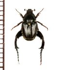 アシナガコガネの一種　Hopliini species　♂　南アフリカ