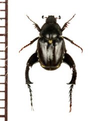 アシナガコガネの一種　Hopliini species　♂　南アフリカ