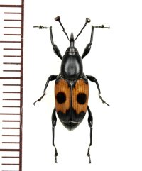 眼状紋を持ったオサゾウムシの一種　Rhynchophoridae species　フィリピン(ルソン島)