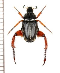 アシナガコガネの一種　Hopliini species　♂　南アフリカ