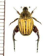 アシナガコガネの一種　Hopliini species　♂　南アフリカ