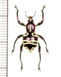 カタゾウムシの一種　Pachyrhynchus sp.  フィリピン(レイテ島)