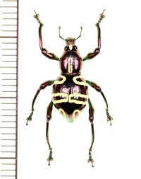 カタゾウムシの一種　Pachyrhynchus sp.  フィリピン(レイテ島)