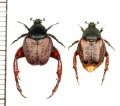 アシナガコガネの一種　Pachycnema sp.　ペア　南アフリカ