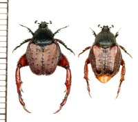 アシナガコガネの一種　Pachycnema sp.　ペア　南アフリカ