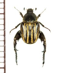 アシナガコガネの一種　Hopliini species　♂　南アフリカ