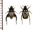 アシナガコガネの一種　Hopliini species　ペア　南アフリカ