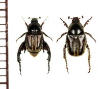 アシナガコガネの一種　Hopliini species　ペア　南アフリカ