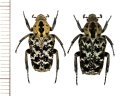 アリノスハナムグリの一種 　Callynomes variabilis variabilis　ペア　フィリピン（レイテ島）