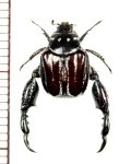 アシナガコガネの一種　Pachycnema sp.　♂　南アフリカ