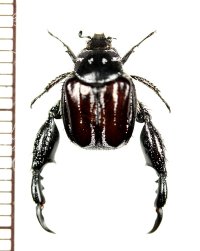 アシナガコガネの一種　Pachycnema sp.　♂　南アフリカ