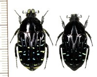 ホソコモンマダガスカルハナムグリ　ペア　 マダガスカル