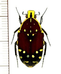 ソメワケマダガスカルハナムグリ　♂　 マダガスカル