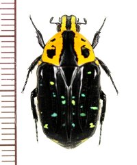 ホソコモンマダガスカルハナムグリ　♂　 マダガスカル