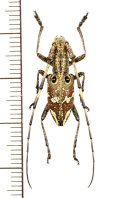 コブヤハズカミキリ族のカミキリムシの一種　Pseudoechthistatus holzschuhi　♂　ベトナム北東部