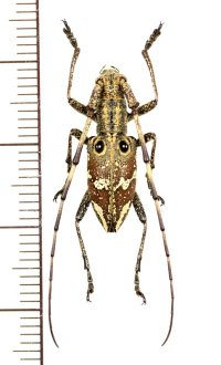 コブヤハズカミキリ族のカミキリムシの一種　Pseudoechthistatus holzschuhi　♂　ベトナム北東部