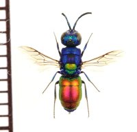 セイボウの一種　Chrysididae species　ウクライナ