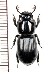 ツノクロツヤムシ　愛媛県自念子の頭