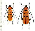 ベニボシカミキリの一種　Rosalia kubotai　ペア　 ベトナム南部