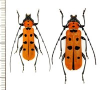 ベニボシカミキリの一種　Rosalia kubotai　ペア　 ベトナム南部
