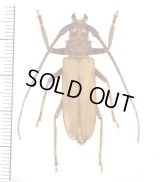 トゲウスバカミキリ　奄美亜種　♂35mm　奄美大島