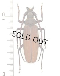 ウスバカミキリ　奄美亜種　♂47.3mm　奄美大島
