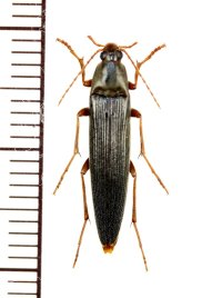 コメツキガタナガクチキ　青森県