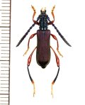 カミキリムシの一種　Ipothalia cambodgensis　♂　 ベトナム北東部