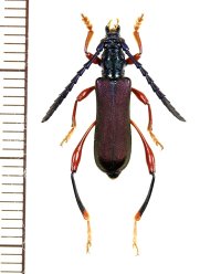 カミキリムシの一種　Ipothalia cambodgensis　♂　 ベトナム北東部