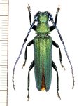 カミキリムシの一種　Vietetropis viridis　♂　ベトナム北東部