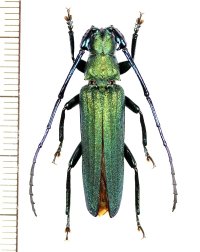 カミキリムシの一種　Vietetropis viridis　♂　ベトナム北東部