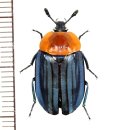 シデムシの一種　Silphidae species　ベトナム南部