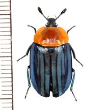 シデムシの一種　Silphidae species　ベトナム南部