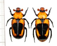 アリノスハナムグリの一種 　Clinterocera hercules　ペア　ベトナム中部