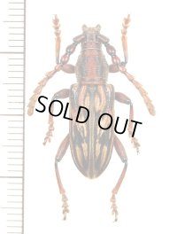 ミツギリゾウムシ擬態のカミキリムシの一種　Pachylocerus sp.　♂　インドネシア（シュラウェシ島）