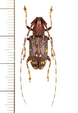 ミツギリゾウムシ擬態のカミキリムシの一種　Cerambycidae species　中国（雲南省）